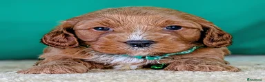 Cavapoochon 5