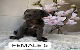 Mixed Breed dogs for sale: Italian Mastiff puppies READY NOW !!! - Image 9