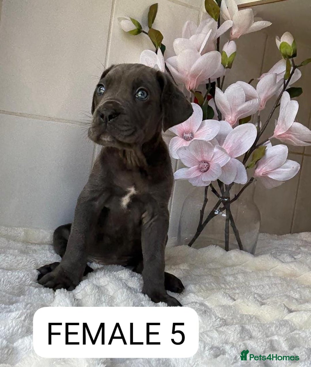 Mixed Breed dogs for sale: Italian Mastiff puppies READY NOW !!! - Image 9