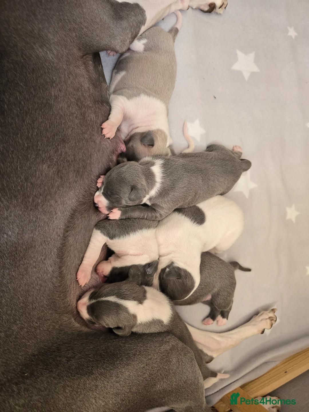 Whippet dogs for sale: Kc registered whippets.....3 girls & 3 boys  in Holywell - Advert 3