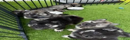 Eurasier dogs for sale: Eurasier Puppies - Kennel Club Registered  - Advert 19