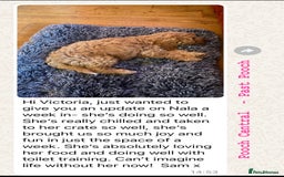 Cockapoo dogs for sale: F1 Cockapoo’s DNA Health Tested Parents - Image 12