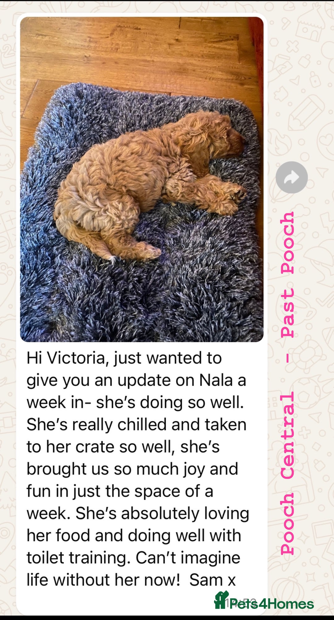 Cockapoo dogs for sale: F1 Cockapoo’s DNA Health Tested Parents - Image 12
