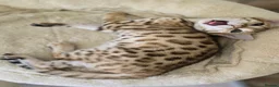 Bengal cats for sale: Tica registered brown bengal girl  - Advert 6