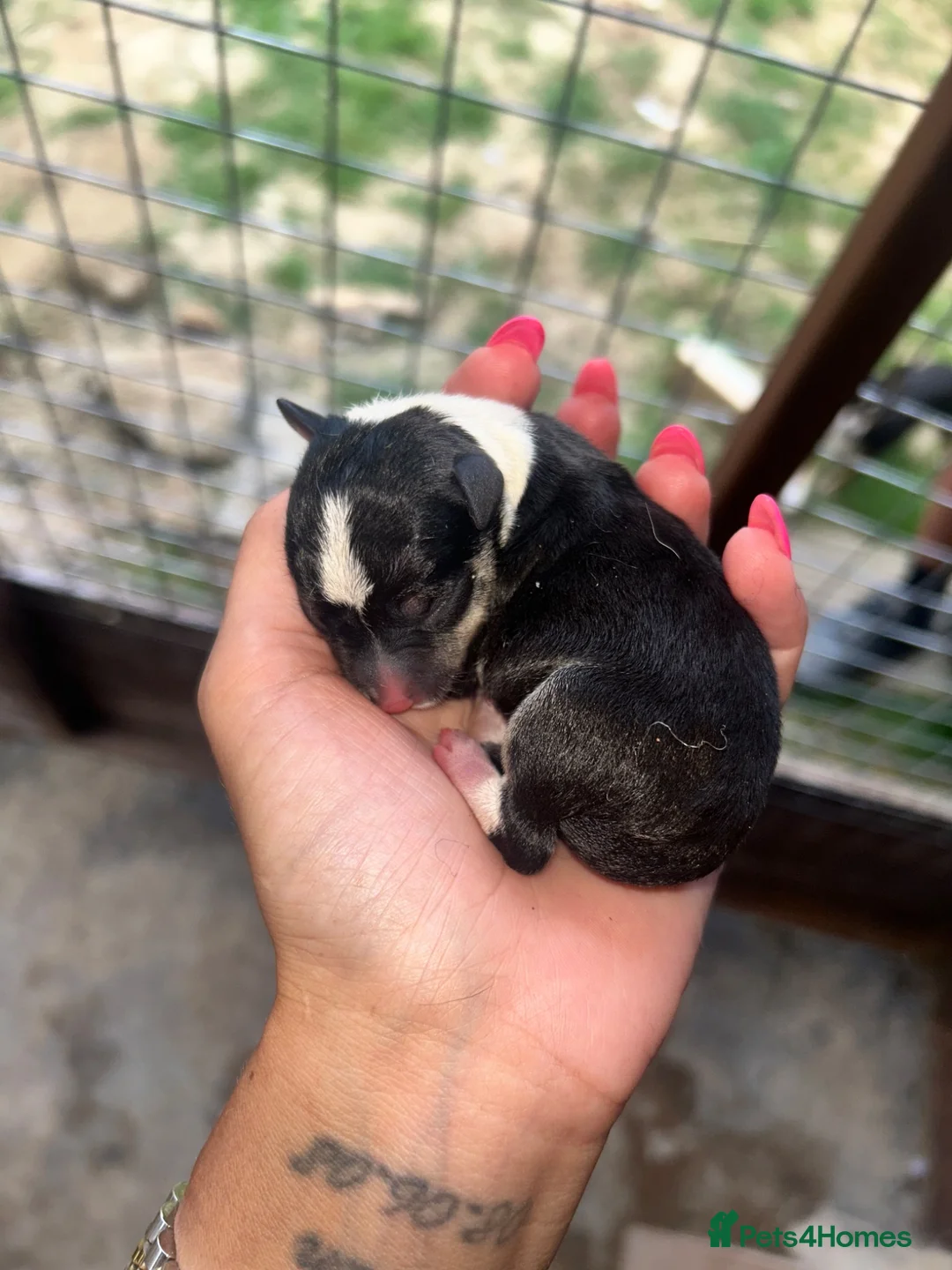 Chihuahua dogs for sale: 3/4 chihuahua 1/4 jack Russell  - Advert 12