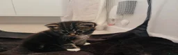 Mixed Breed cats for sale: Beautiful kittens  - Advert 12