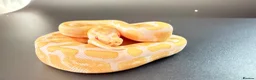 Python Snake reptiles for sale: 1.0 GHI, Leo, 66% het Pied  - Advert 3