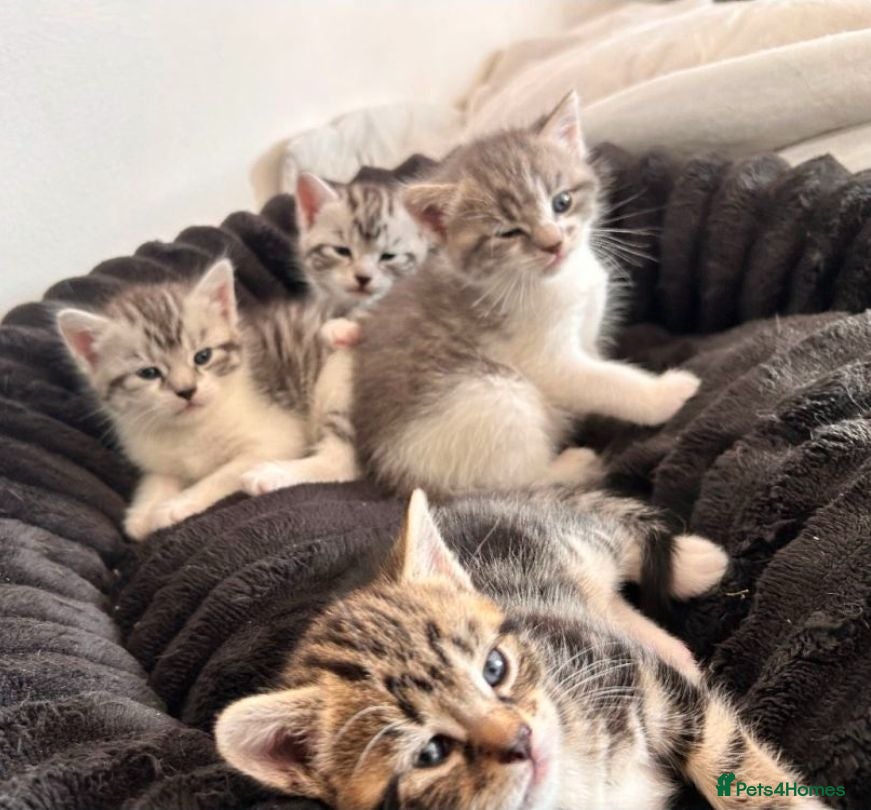 Mixed Breed cats Beautiful Lilac tabby kittens  - Advert 8