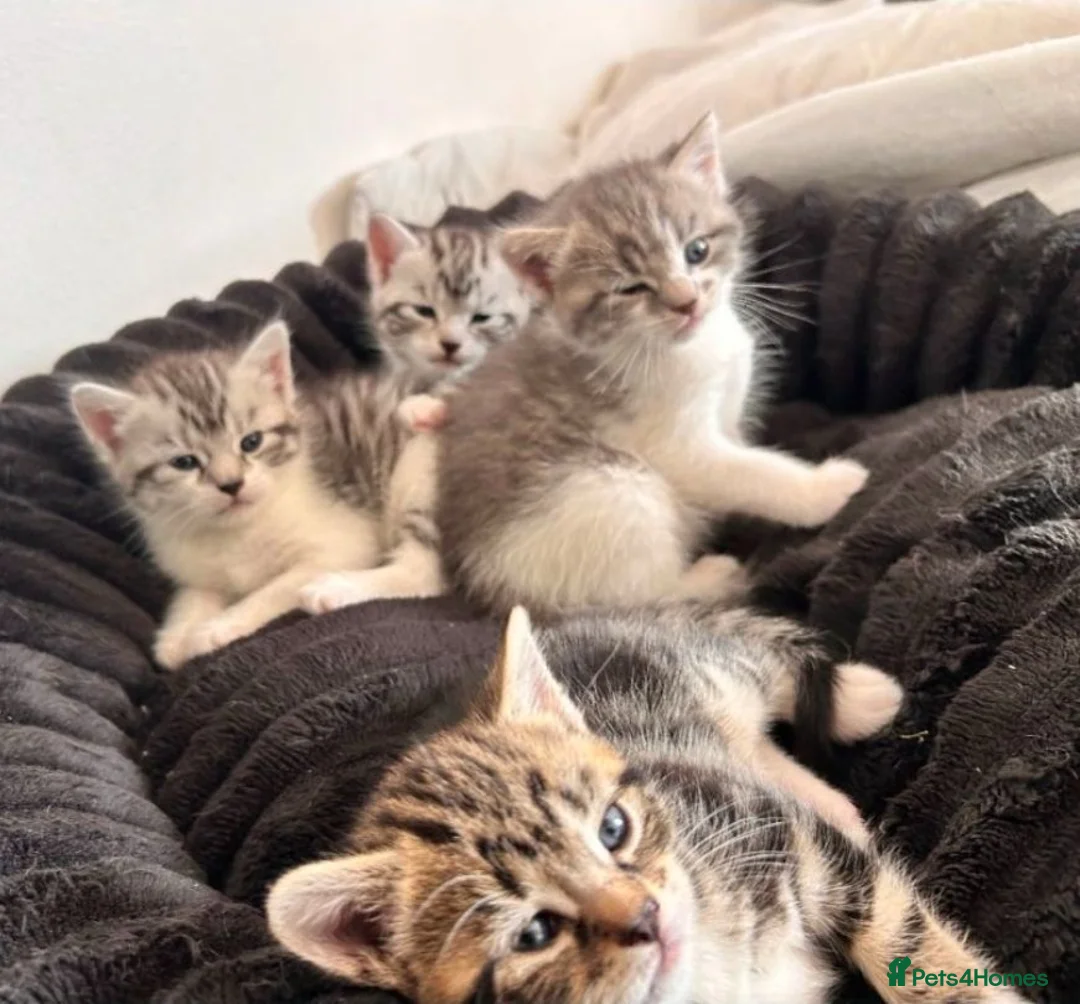 Mixed Breed cats for sale: Beautiful Lilac tabby kittens  in Towcester - Advert 1