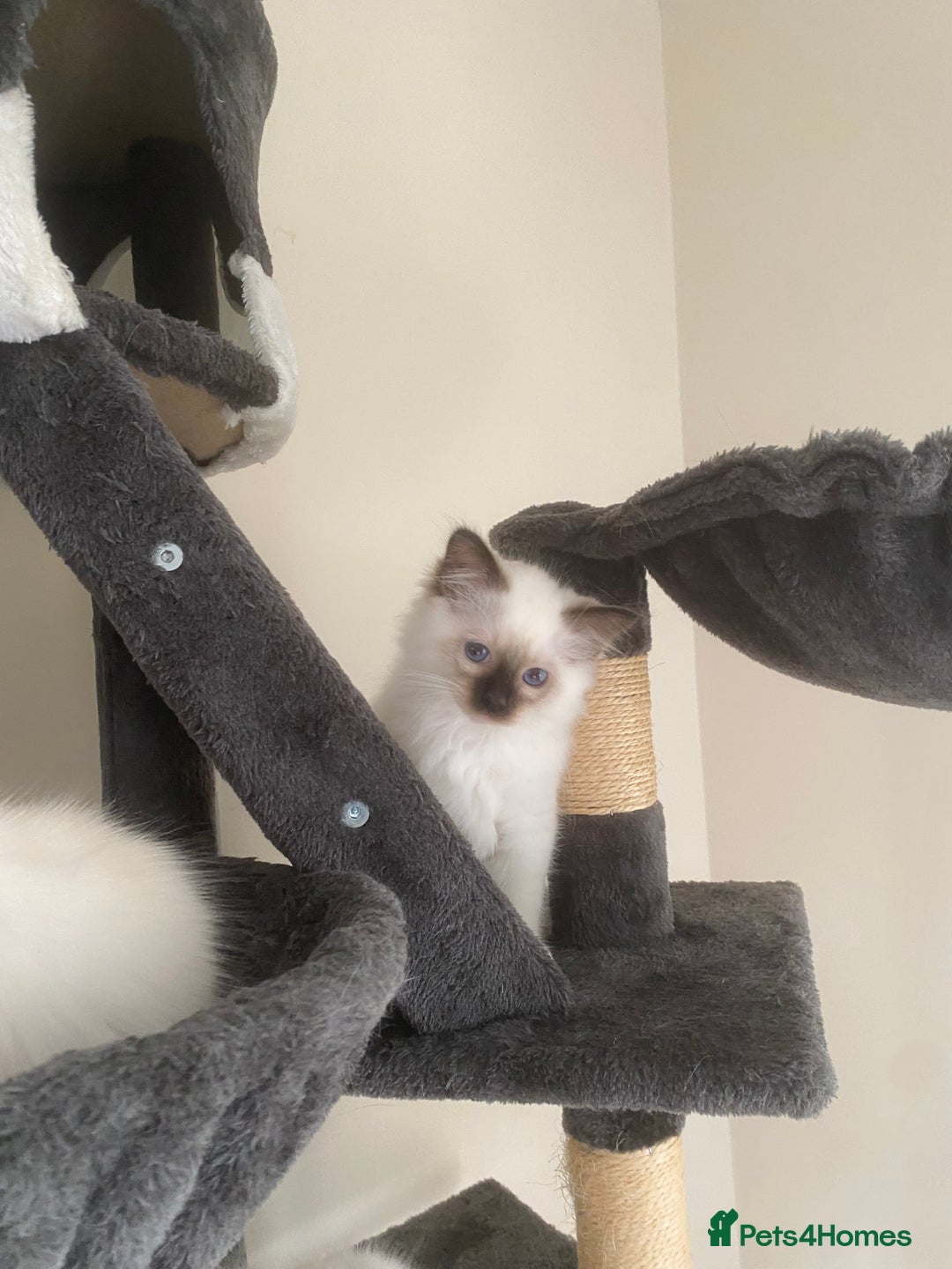 Birman cats for sale: Mrs Mary T. - Image 5