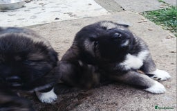 Caucasian Shepherd Dog dogs for sale: Caucasian shepherd puppies for sale  - Advert 5