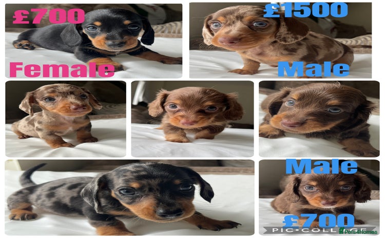 Dachshund dogs - Advert 3