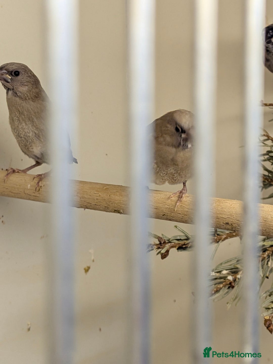 Finches birds for sale: Mixed Society finches - Advert 2