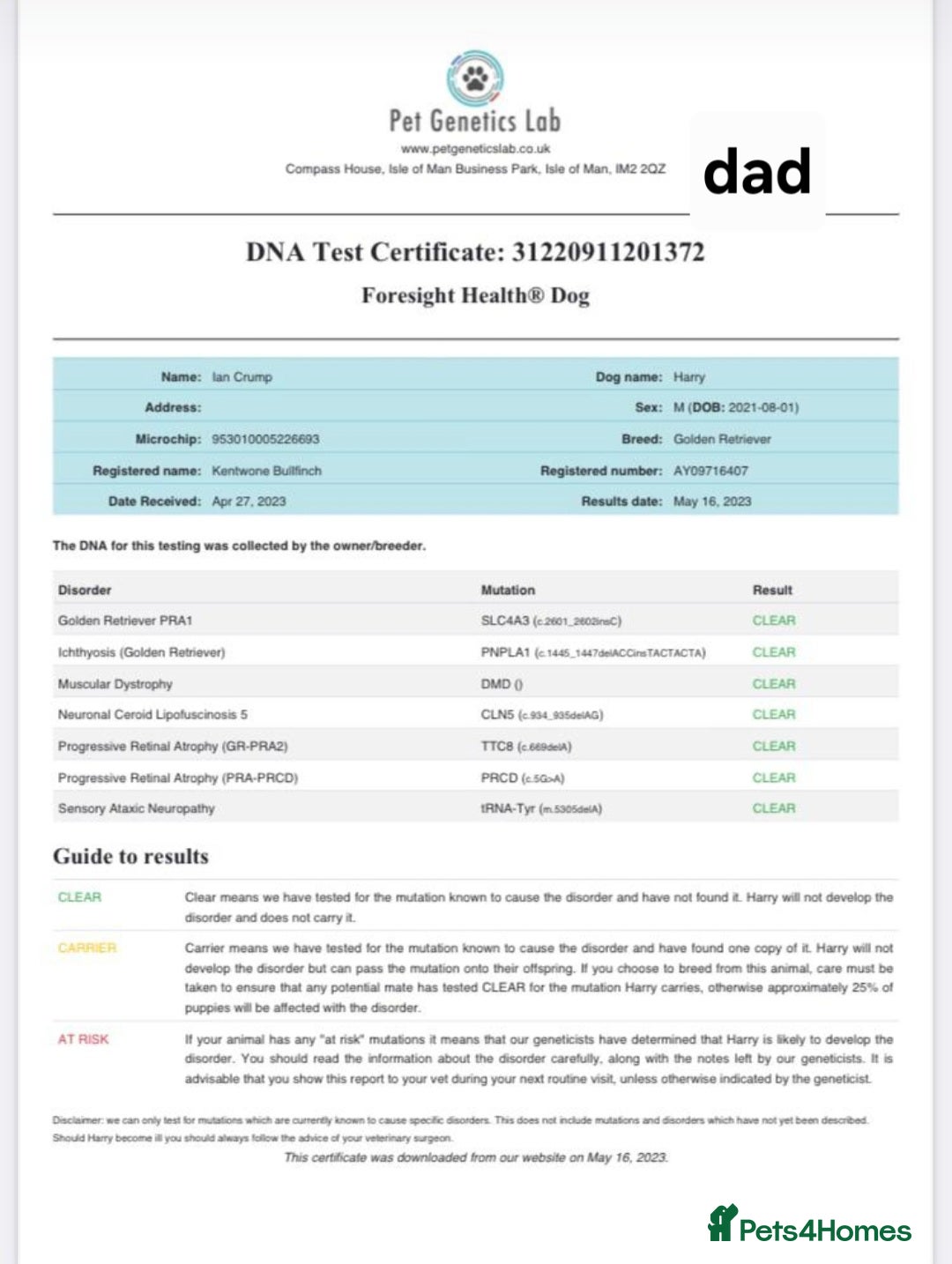 Golden Retriever dogs for sale:  golden retriever pups - Advert 20