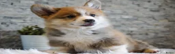 Welsh Corgi Pembroke dogs for sale: Welsh Corgi (Pembroke) - Advert 6