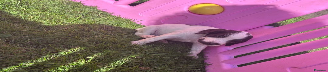 English Springer Spaniel Puppy 5