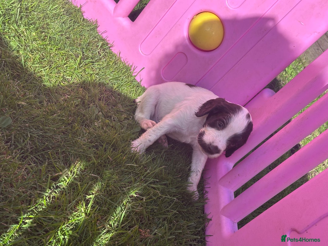 English Springer Spaniel dogs for sale: English working Springer Spaniel puppies for sale  - Image 14