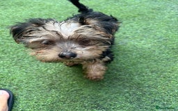 Yorkshire Terrier dogs for sale: Yorkshire terriers 1 boy 3 girls - Image 10