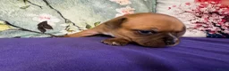 Staffordshire Bull Terrier dogs for sale: 🔥 KC REG RED STAFFY PUPPS–OUTSTANDING QUALITY 🔥 - Advert 8