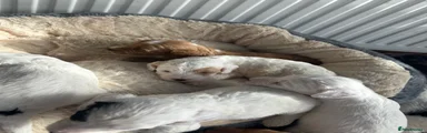 Cockapoo 6