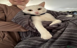 Domestic Shorthair cats for sale: Beautiful white cat  - Image 7