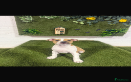 Staffordshire Bull Terrier dogs for sale: 13 week old pup for sale  - Image 1