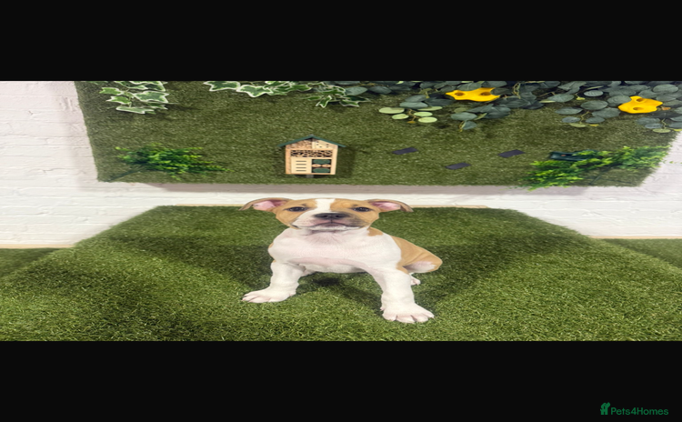 Staffordshire Bull Terrier dogs - Advert 2