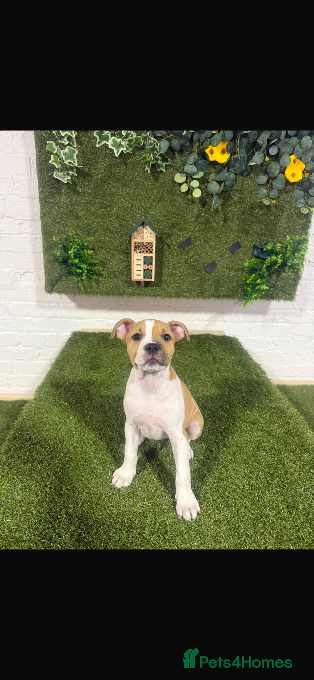 Staffordshire Bull Terrier dogs for sale: 13 week old pup for sale  - Image 1