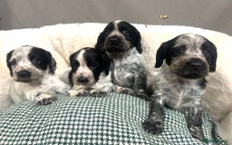Cocker Spaniel dogs for sale: Beautiful KC Roan Working  Cocker Puppies - Image 3