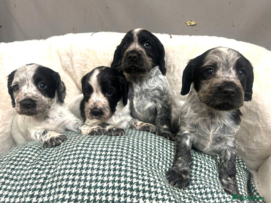 Cocker Spaniel dogs for sale: Beautiful KC Roan Working  Cocker Puppies - Image 3