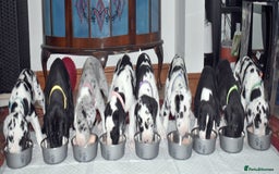 Great Dane dogs for stud: OPEN FOR STUD Stunning Apollo in Bathgate - Image 14