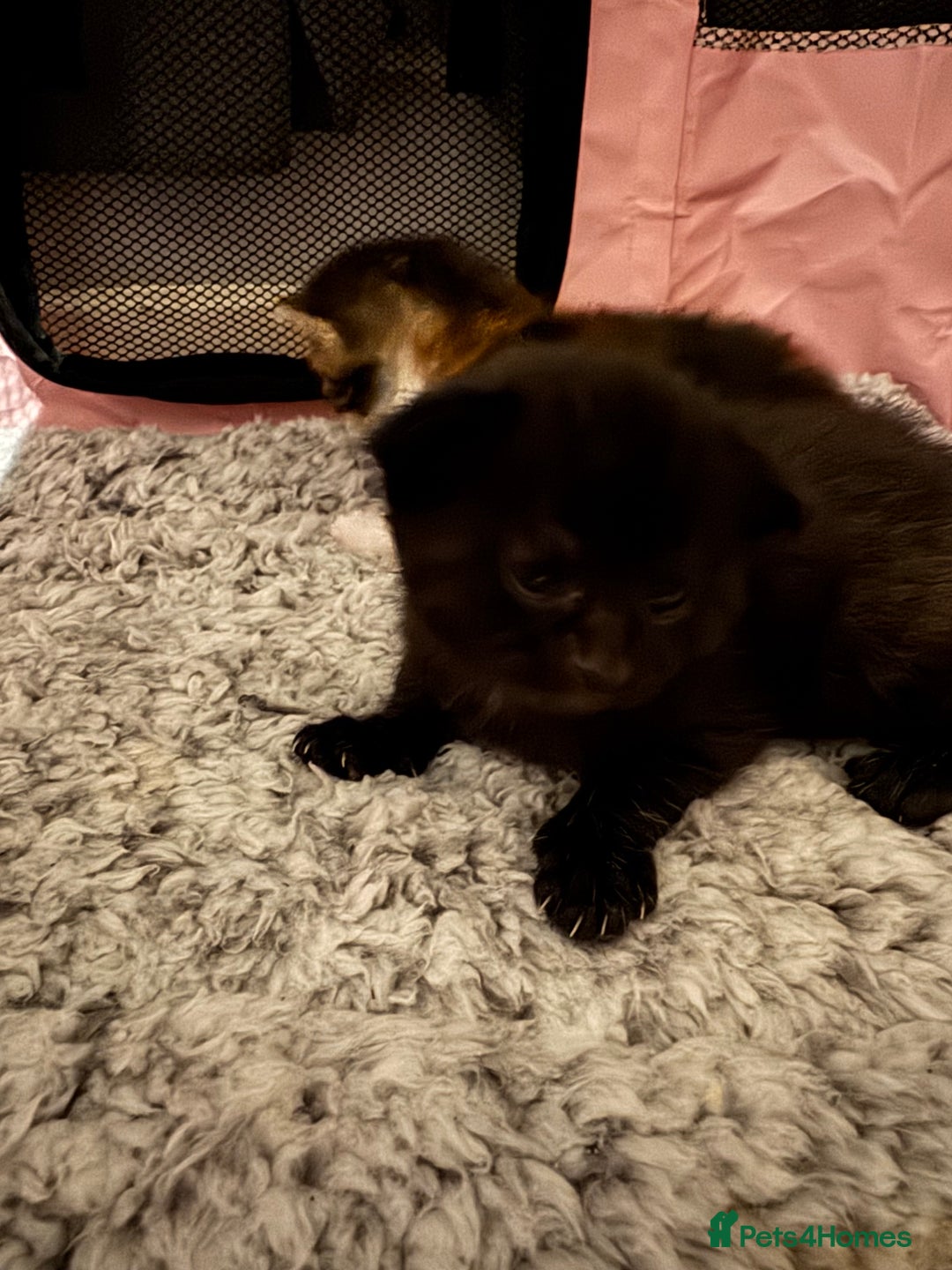 Mixed Breed cats for sale: Beautiful half Maine coon kittens  - Advert 7