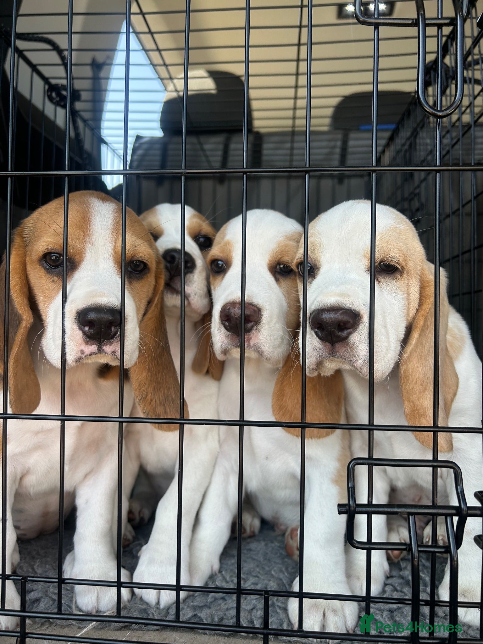 Beagle dogs Exceptional Breed Beagle Puppies - Advert 1