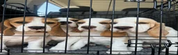Beagle dogs for sale: Exceptional Breed Beagle Puppies - Advert 1
