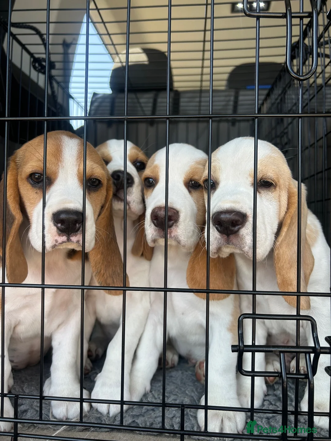 Beagle dogs for sale: Exceptional Breed Beagle Puppies - Advert 1