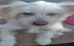 Chinese Crested dogs for sale: beautiful Chinese crested Cream Hairy Hairless boy - Image 9