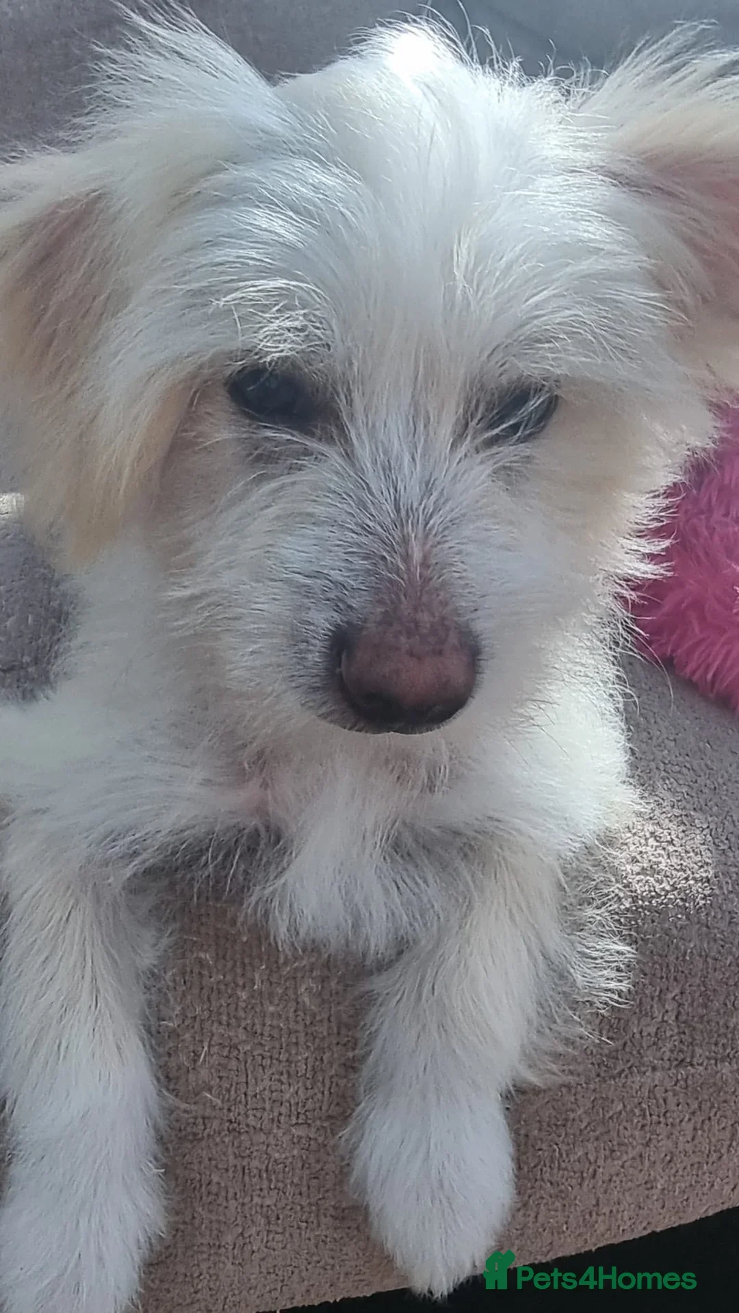 Chinese Crested dogs for sale: beautiful Chinese crested Cream Hairy Hairless boy - Image 9