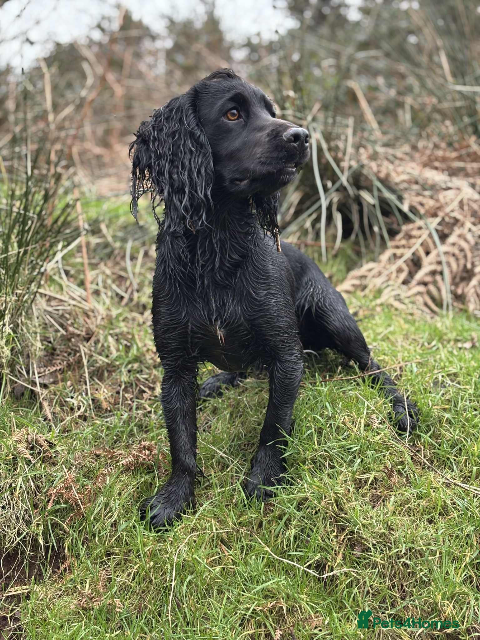Cocker Spaniel dogs FTAW Champion Bred KC reg working Cocker - Advert 1