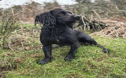 Cocker Spaniel dogs for stud: Champion Bred KC reg Health tested working Cocker - Image 3
