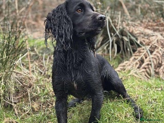 Cocker Spaniel dogs FTAW Champion Bred KC reg working Cocker - Advert 18