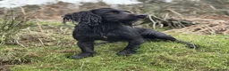 Cocker Spaniel dogs for stud: FTAW Champion Bred KC reg working Cocker - Advert 1