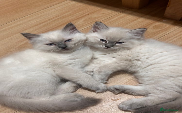 Ragdoll cats - Advert 1