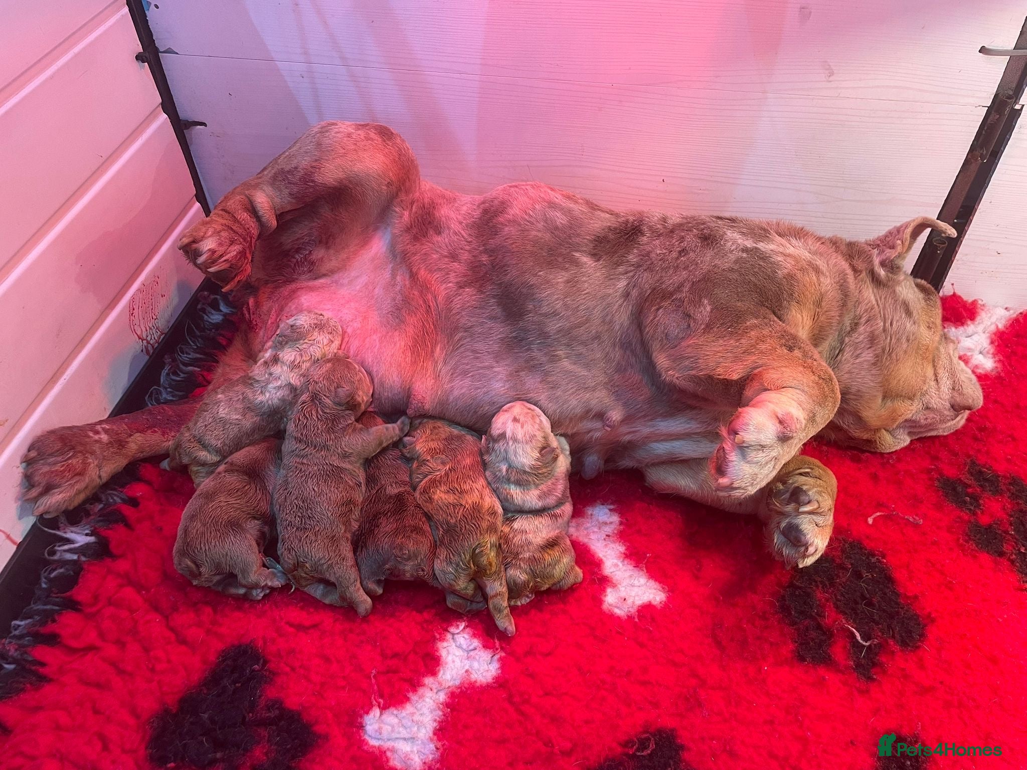 English Bulldog dogs for sale: English bulldog puppies  - Advert 1