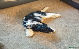 Cockapoo dogs for sale: 2 left! Will you be my forever home? F2 cockapoos  - Image 10