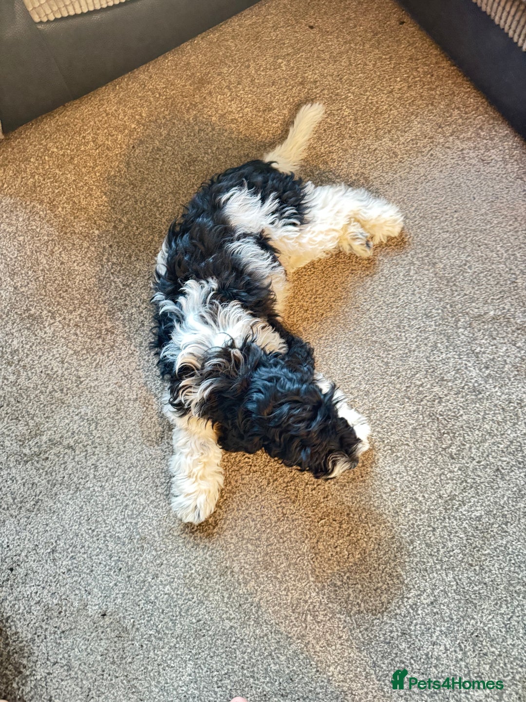 Cockapoo dogs for sale: 2 left! Will you be my forever home? F2 cockapoos  - Image 10