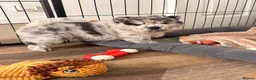 Chow Chow dogs for sale: Chow chow puppies  in Sandbach - Advert 8