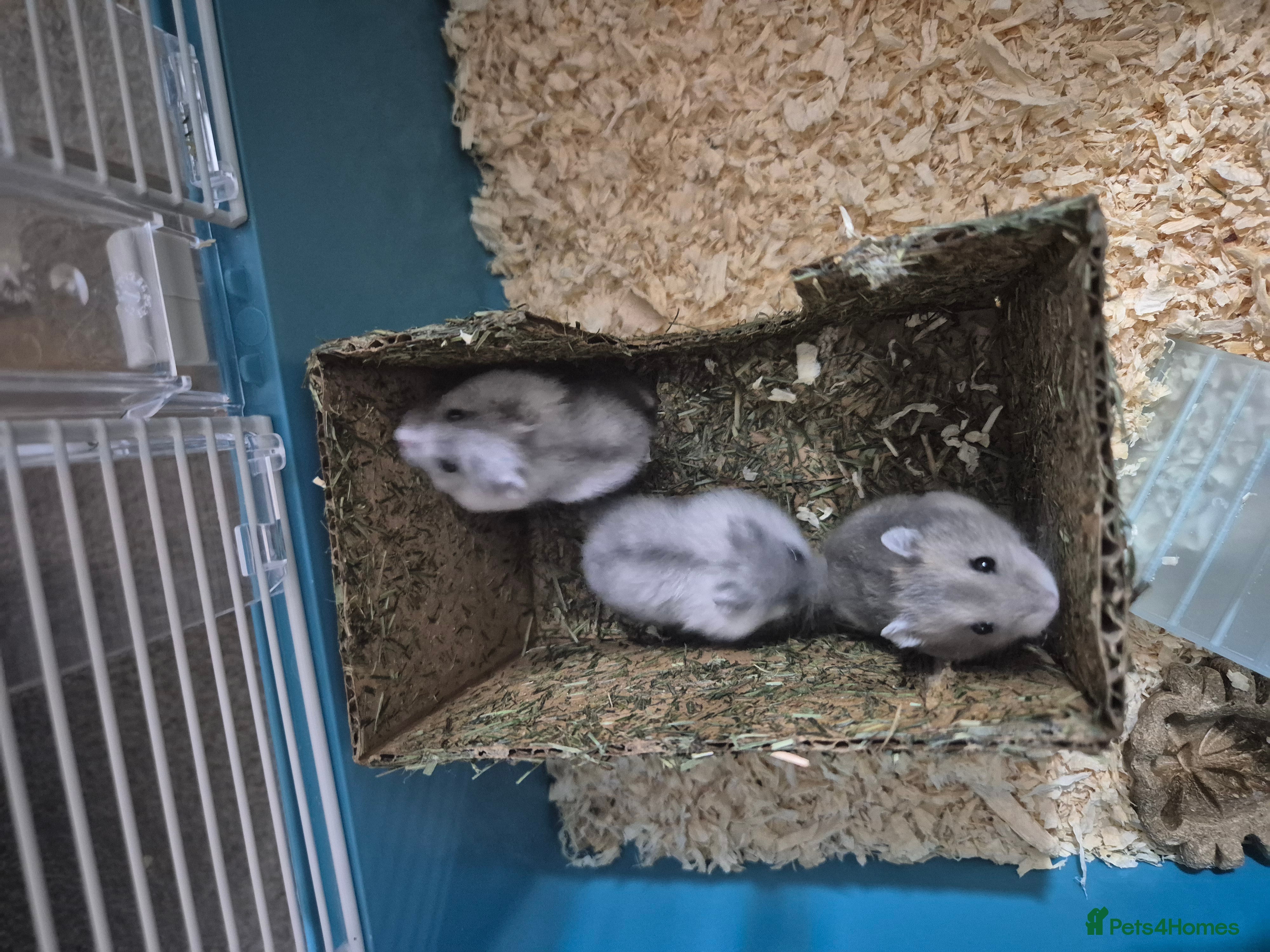 Hamster rodents Russian hamsters babies  - Advert 14