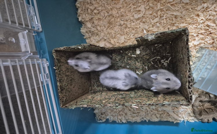 Hamster rodents Russian hamsters babies  - Advert 1