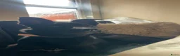 Mixed Breed dogs for sale: Belgian Malinois X Border Collie Girl in Manchester - Advert 1
