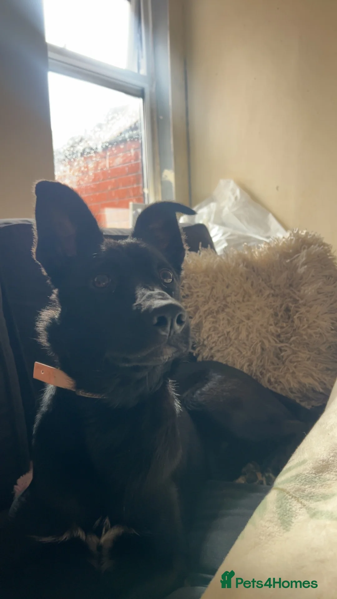 Mixed Breed dogs for sale: Belgian Malinois X Border Collie Girl in Manchester - Advert 1